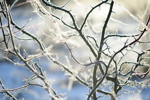 Wild plum branches in winter rime frost in Russia