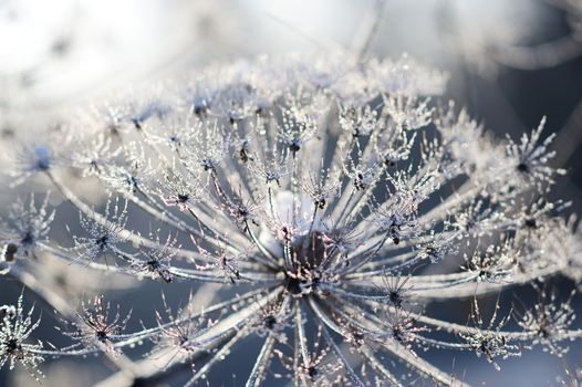 Umbelliferous plant cow-parsnip in winter in rime frost in Russia