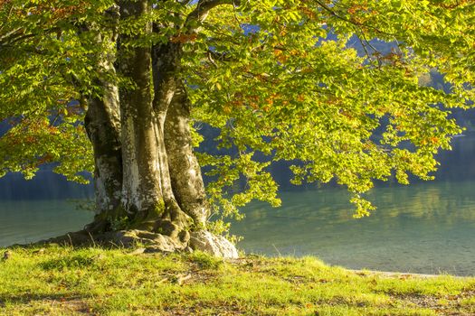 Old tree by the Bohinj lake, Slovenia