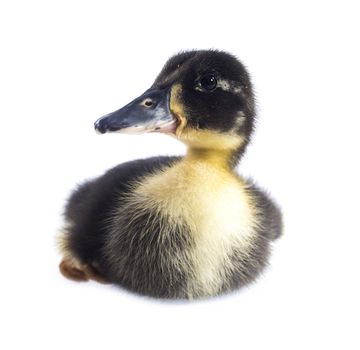 Funny yellow and black Duckling age days. Isolated on white.