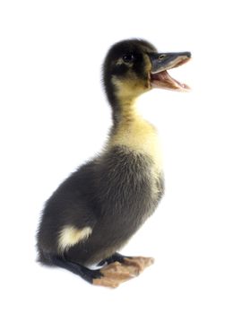 Funny yellow and black Duckling age days. Isolated on white.