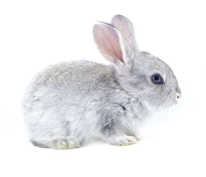 Gray rabbit isolated on white background