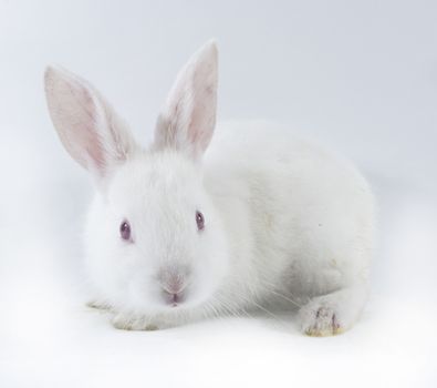 White rabbit isolated on white background