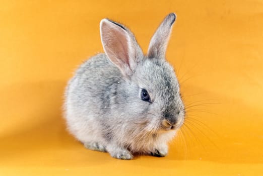 Gray rabbit on orange background