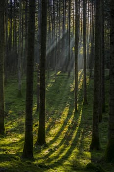 Dark forest in twilight with sun rays above.