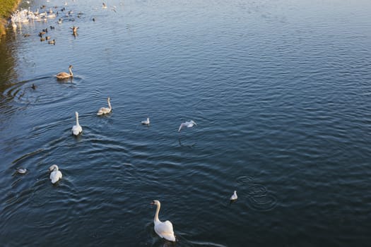 Group of swans fighting for food