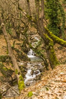 A small stream in a forest at winter season