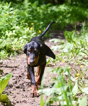 black and tan coonhound walking on a pathway