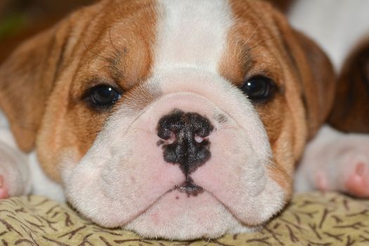 english bulldog puppy looking at viewer