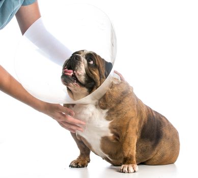 veterinary care - english bulldog wearing medical cone on white background