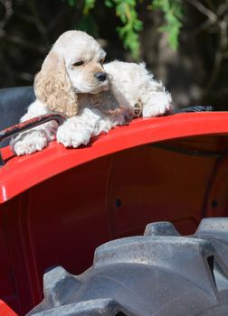 farm dog - cocker spaniel puppy laying on fender of a tractor