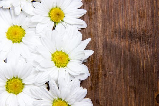 Daisies with water drops on wooden table
