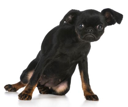 cute puppy - brussels griffon puppy with attitude on white background