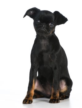 cute puppy - brussels griffon puppy looking at viewer on white background