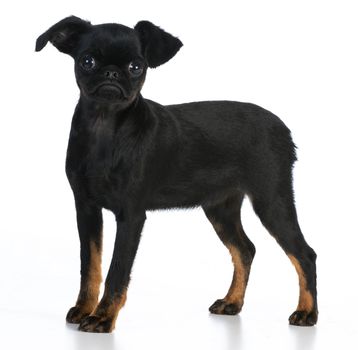 brussels griffon puppy standing on white background