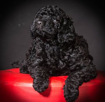 barbet puppy sitting on red stool on black background