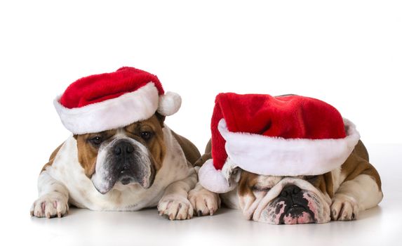 christmas dogs - two english bulldogs wearing santa hats on white background
