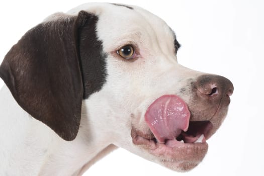 pointer licking lips on white background