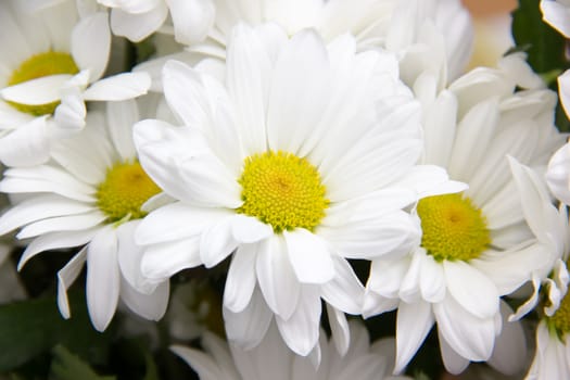 Daisies seen up close in front in the foreground