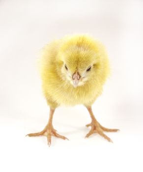 live little yellow chicken animal isolated on white background