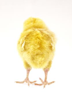live little yellow chicken animal isolated on white background