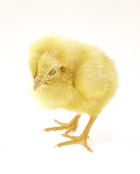live little yellow chicken animal isolated on white background