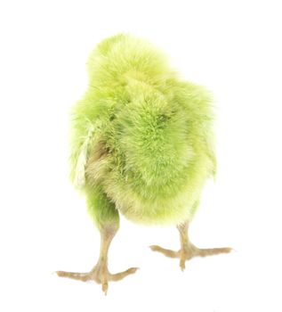 live little green chicken animal isolated on white background