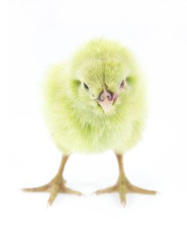 live little green chicken animal isolated on white background