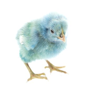 live little blue chicken animal isolated on white background
