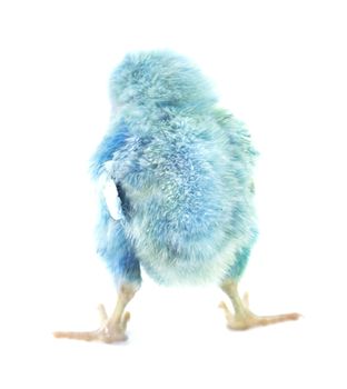live little blue chicken animal isolated on white background