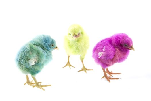 live little colorful chicken animal isolated on white background