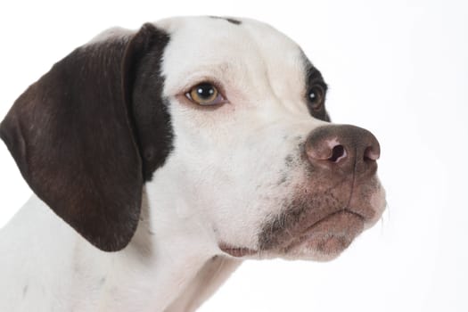 pointer head portrait on white background