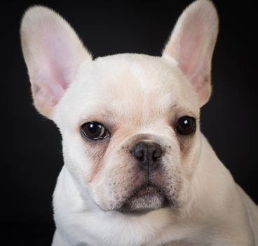 french bulldog puppy portrait on black background