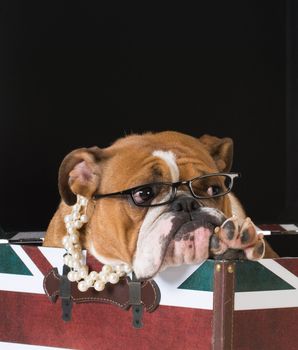 english bulldog in a british flag crate