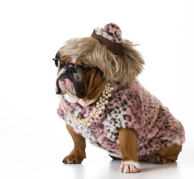 female dog wearing woman's clothing on white background - english bulldog