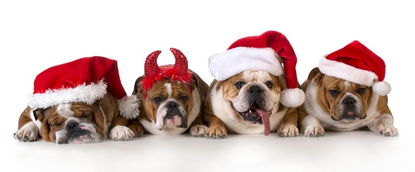 christmas dog - cute christmas concept with one naughty dog in a bunch of santas