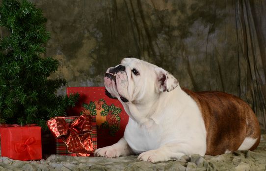 christmas dog - english bulldog laying under the christmas tree