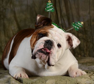 christmas dog - english bulldog with silly expression wearing christmas headband