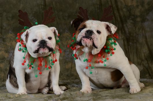 christmas dog - two english bulldogs wearing antlers on green background