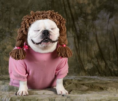 funny dog wearing wig female clothes on green background