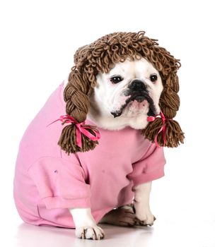 funny dog wearing wig female clothes on white background