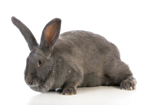 giant flemish bunny on white background