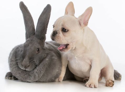 french bulldog puppy with mouth open beside flemish bunny on white background