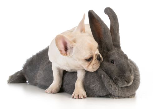 french bulldog puppy climbing on flemish bunny on white background