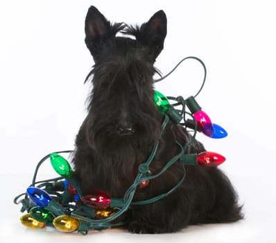christmas dog - scottish terrier tangled in colorful christmas lights on white background