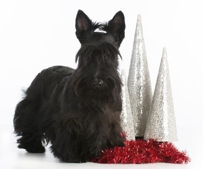 christmas dog - scottish terrier standing by christmas decorations on white background