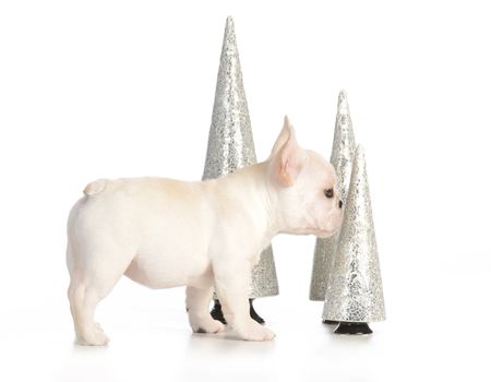 christmas puppy - french bulldog puppy with tree ornaments on white background