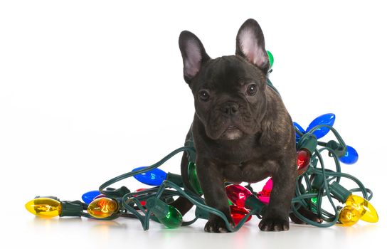 christmas puppy - french bulldog puppy tangled up in colorful christmas lights on white background