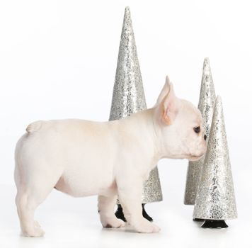 christmas puppy - french bulldog standing sniffing christmas decorations on white background 