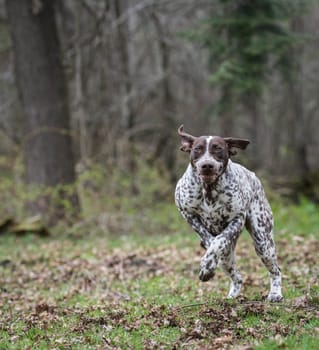 german shorthaired pointer running in the woods